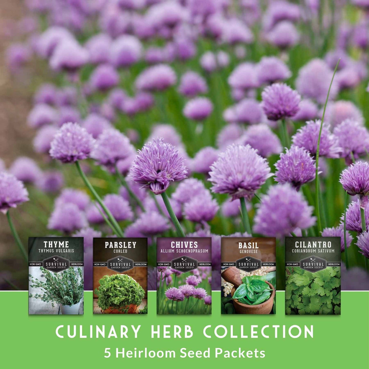 Culinary Herb Seed Collection – 5 Essential Kitchen Herbs for Indoor or Outdoor Growing