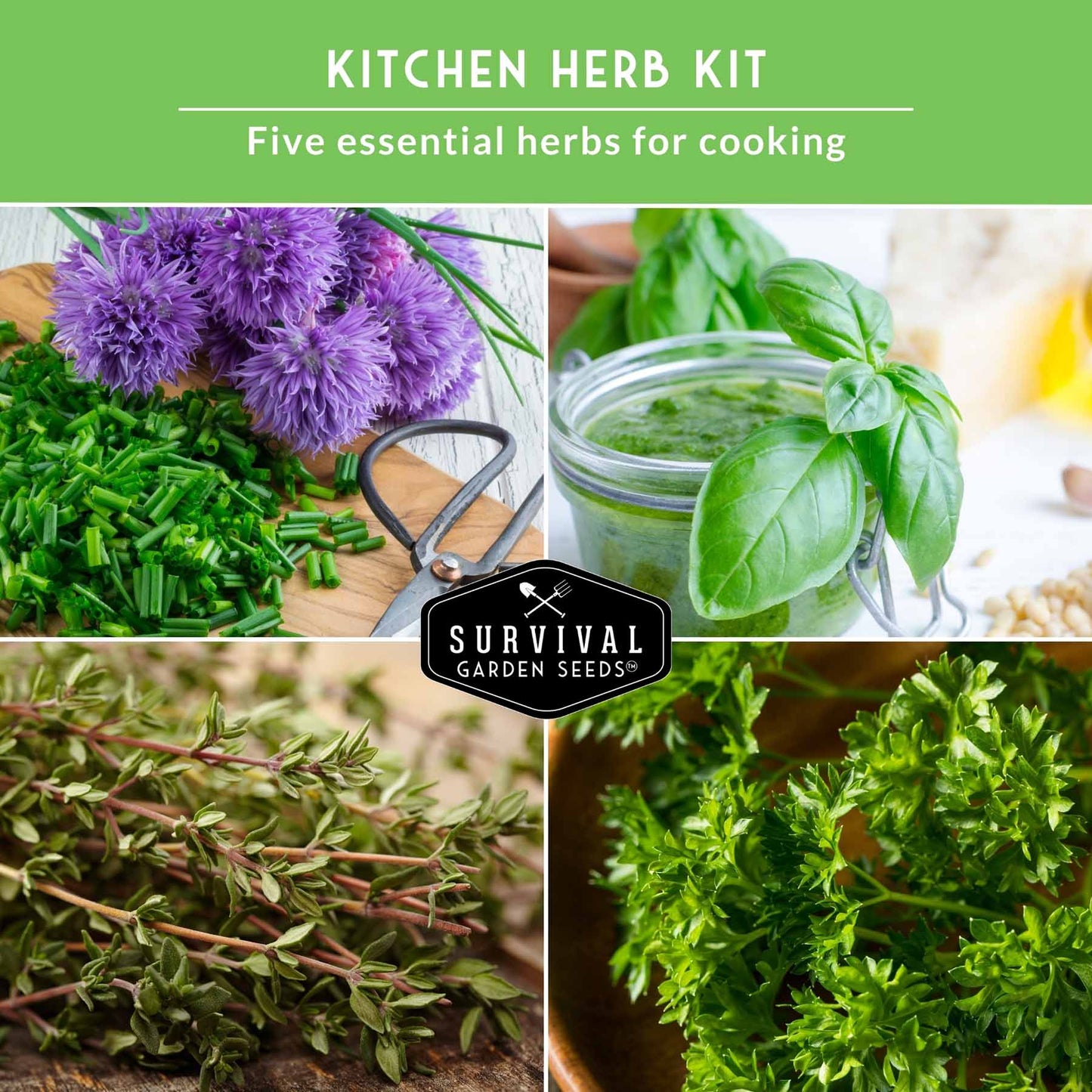 outdoor herb garden seeds 5 Culinary Herb Packs - Curly Parsley, Cilantro, Basil, Chives, Thyme