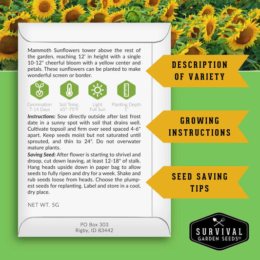 Edible Sunflower Seeds Collection – Mammoth & Black Russian Heirloom Non-GMO Varieties for Roasting, Bird Feed & Towering Garden Displays