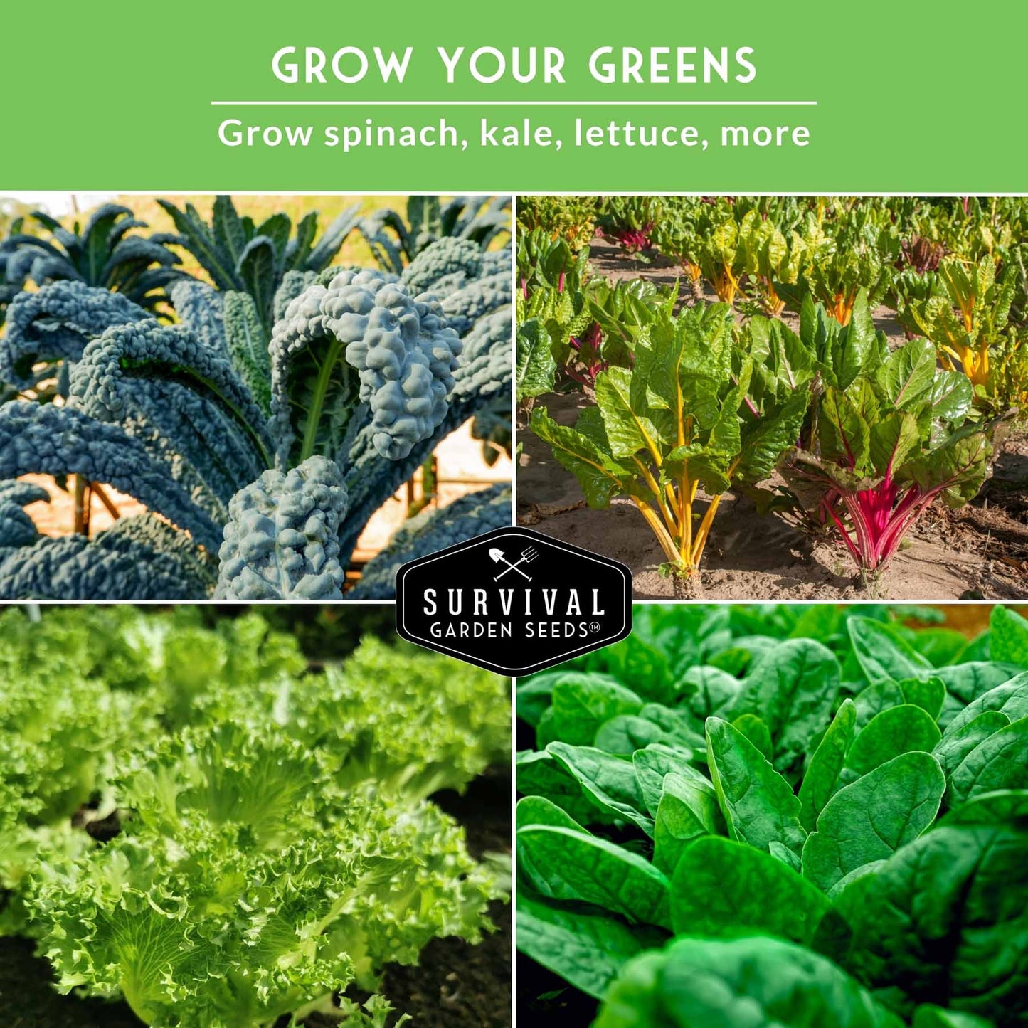 Greens Seeds Collection – 5 Heirloom Leafy Superfoods for Year-Round Growing Indoors or Outdoors