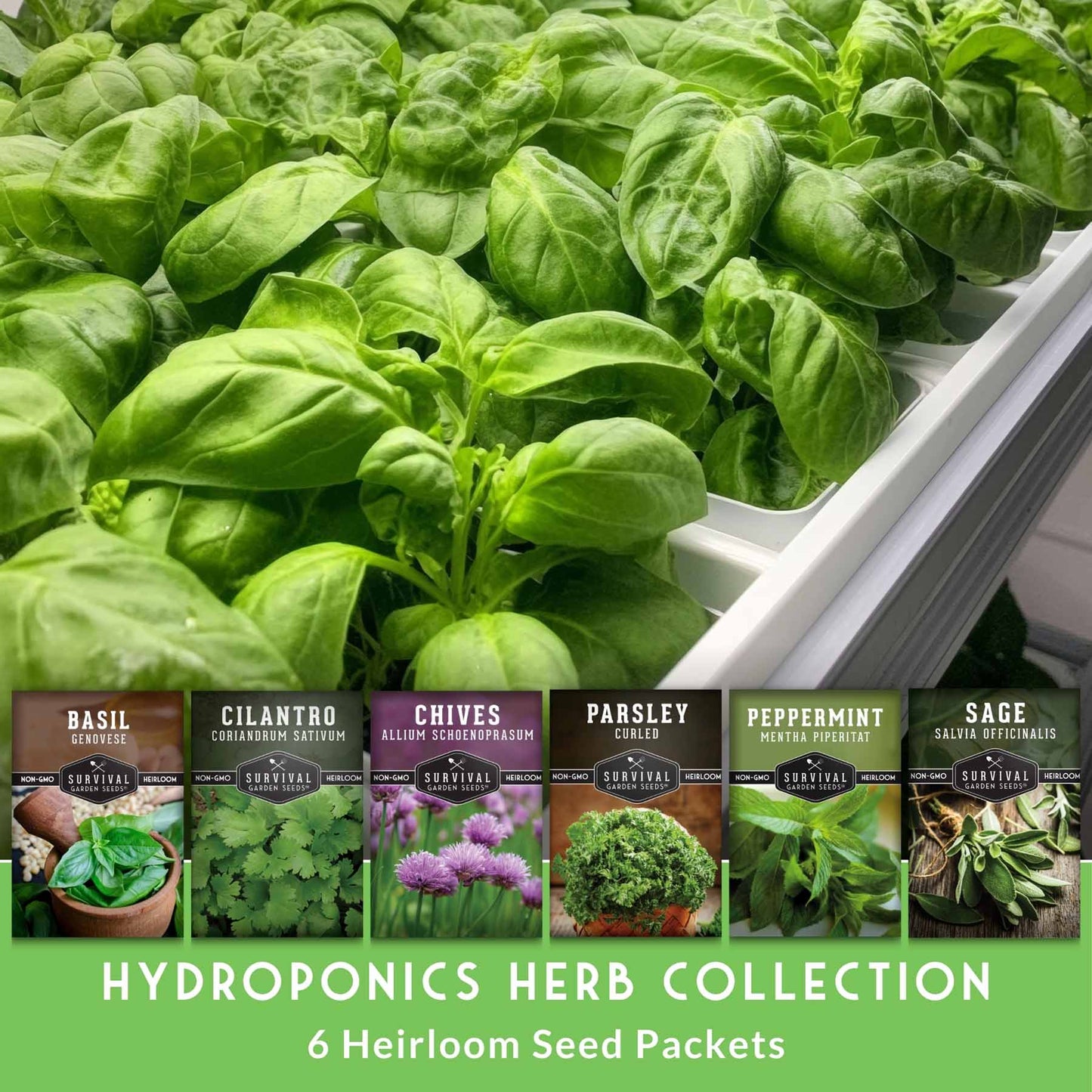 Indoor Herb Garden Hydroponic Seeds Collection – 6 Heirloom Non-GMO Culinary Herbs for Countertop, Tower & Year-Round Growing