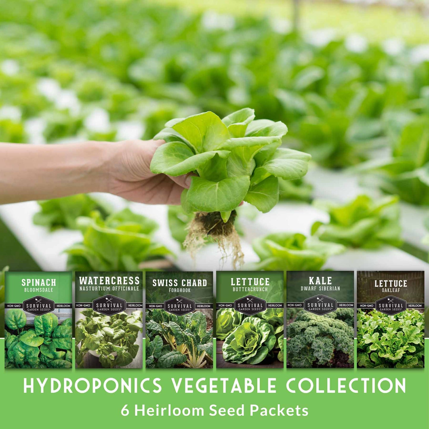 Hydroponic Vegetable Seeds Kit – 6 Heirloom Leafy Greens for Aerogardens, Towers & Indoor Year-Round Growing