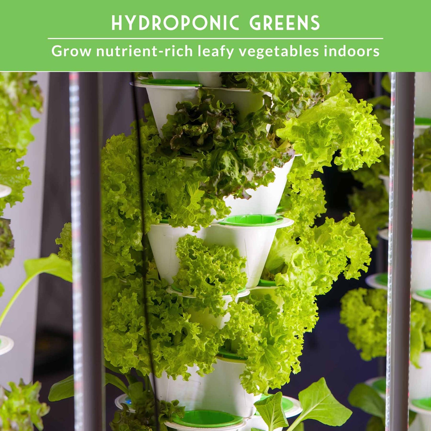 Hydroponic Vegetable Seeds Kit – 6 Heirloom Leafy Greens for Aerogardens, Towers & Indoor Year-Round Growing