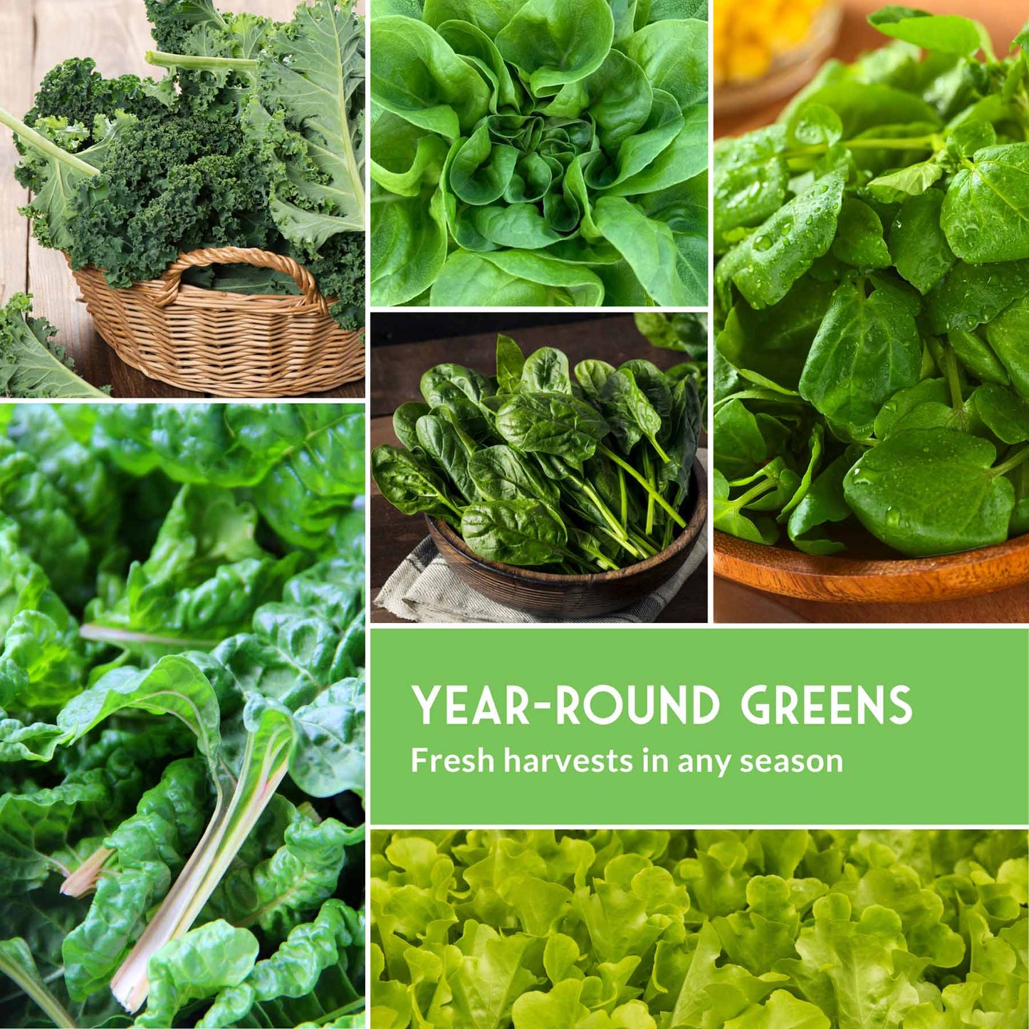 Hydroponic Vegetable Seeds Kit – 6 Heirloom Leafy Greens for Aerogardens, Towers & Indoor Year-Round Growing