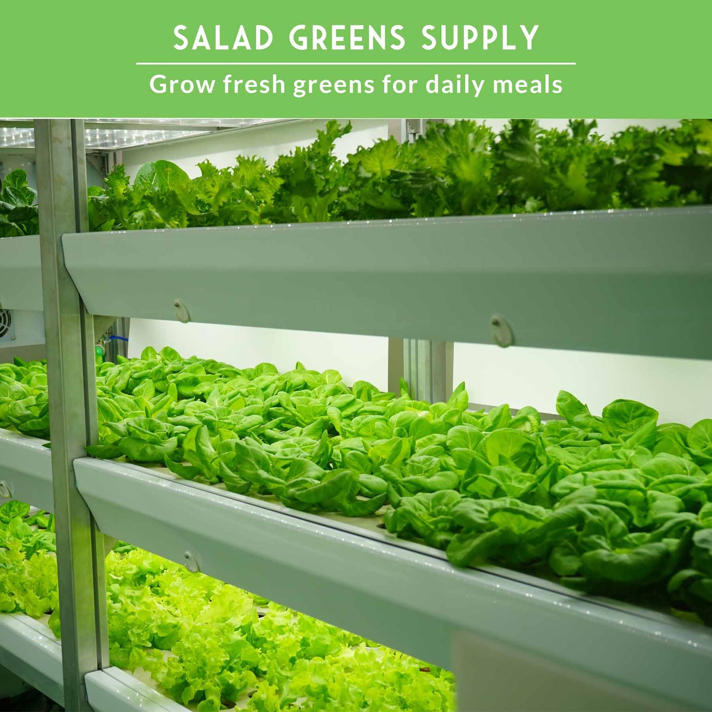 Hydroponic Vegetable Seeds Kit – 6 Heirloom Leafy Greens for Aerogardens, Towers & Indoor Year-Round Growing