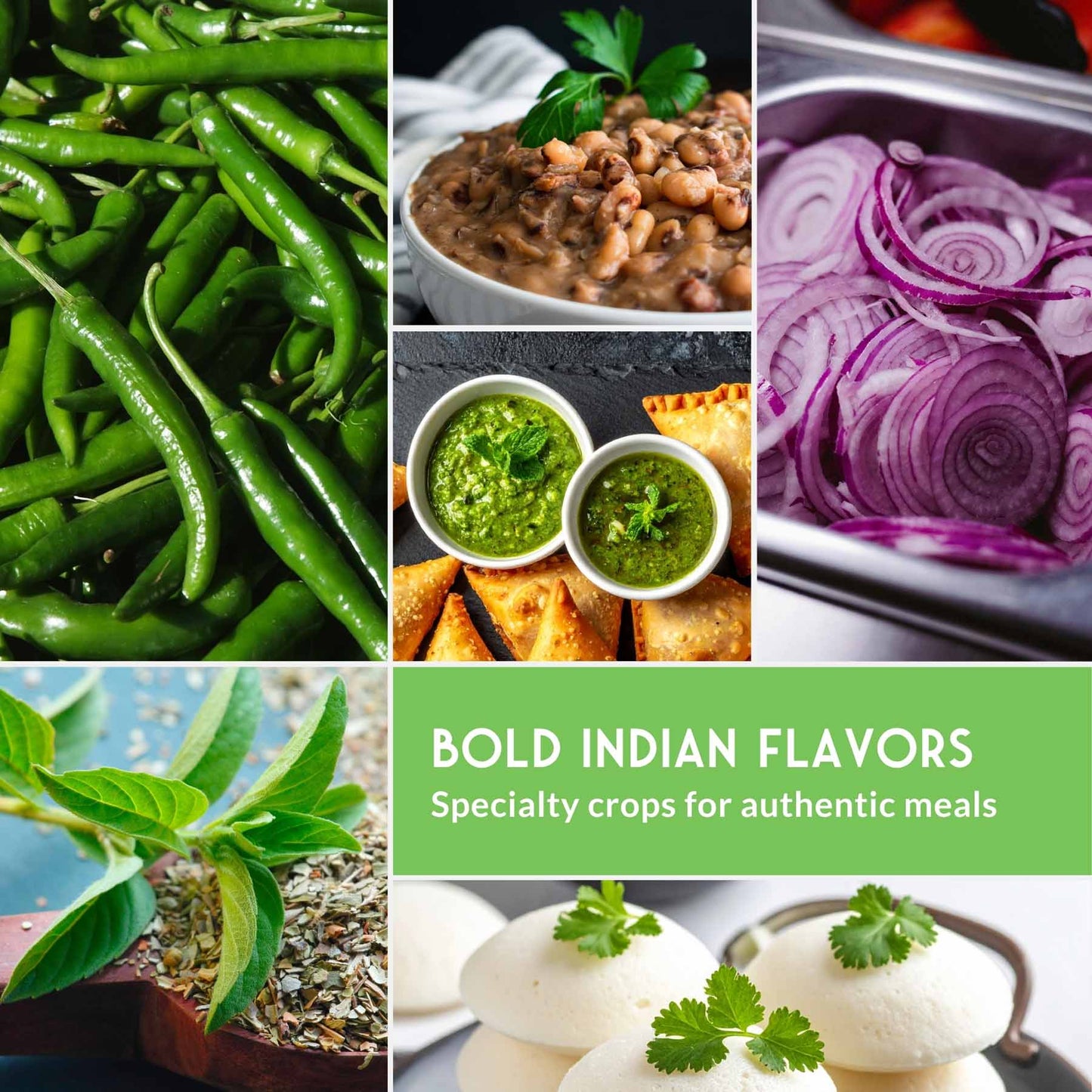 Indian Vegetable Seed Collection – 10 Heirloom Non-GMO Seeds for Authentic Indian Cuisine and Home Gardens