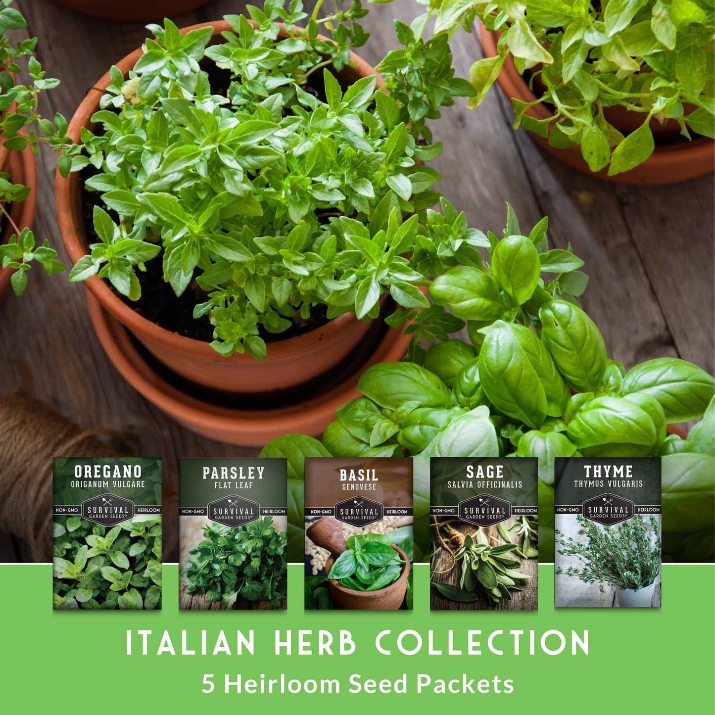 Italian Herb Seeds Collection – Genovese Basil, Oregano, Thyme, Sage, and Flat-Leaf Parsley for Indoor or Outdoor Culinary Gardens