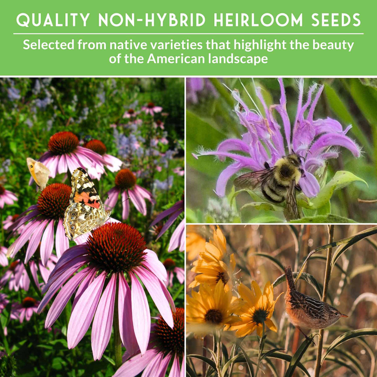 Native Earth Native Habitat Seed Collection – 24 Native Wildflowers & Grasses for P ...