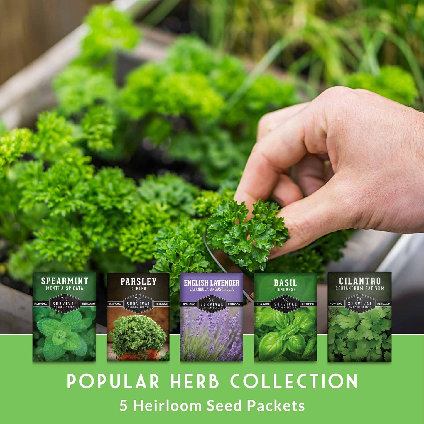 Popular Herb Seed Collection – 5 Heirloom Non-GMO Herbs for Culinary & Garden Use (Spearmint, Basil, Cilantro, Lavender & Parsley) – Indoor or Outdoor Growing Kit