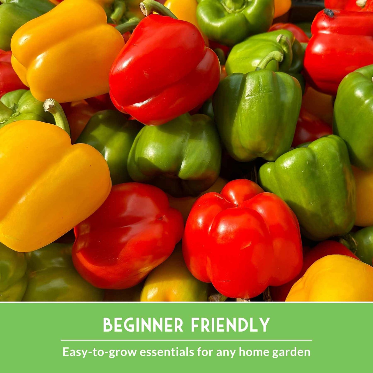 Summer Vegetable Seed Collection – Easy-Growing Tomatoes, Peppers, Beans, Cucumbers, Eggplant & Zucchini