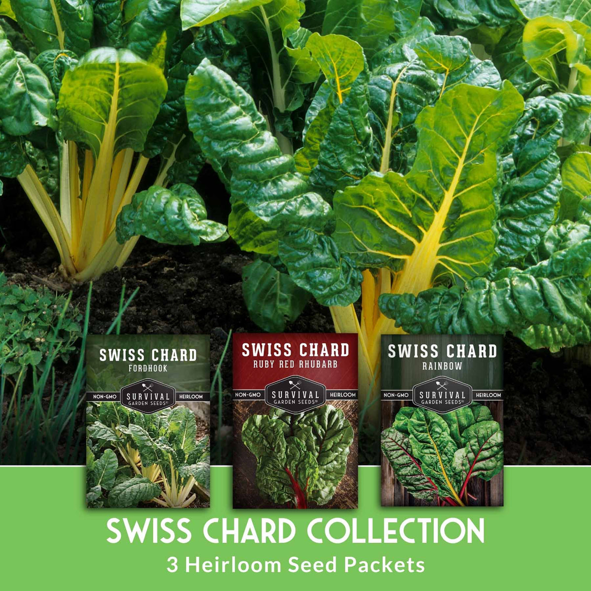 Ruby Swiss Collection Swiss Chard 3 Variety Seed Collection – Rainbow, Ruby Red, and Fordhoo ...