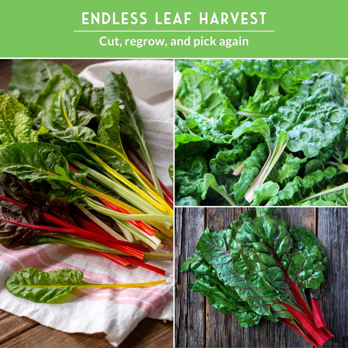 Ruby Swiss Collection Swiss Chard 3 Variety Seed Collection – Rainbow, Ruby Red, and Fordhoo ...