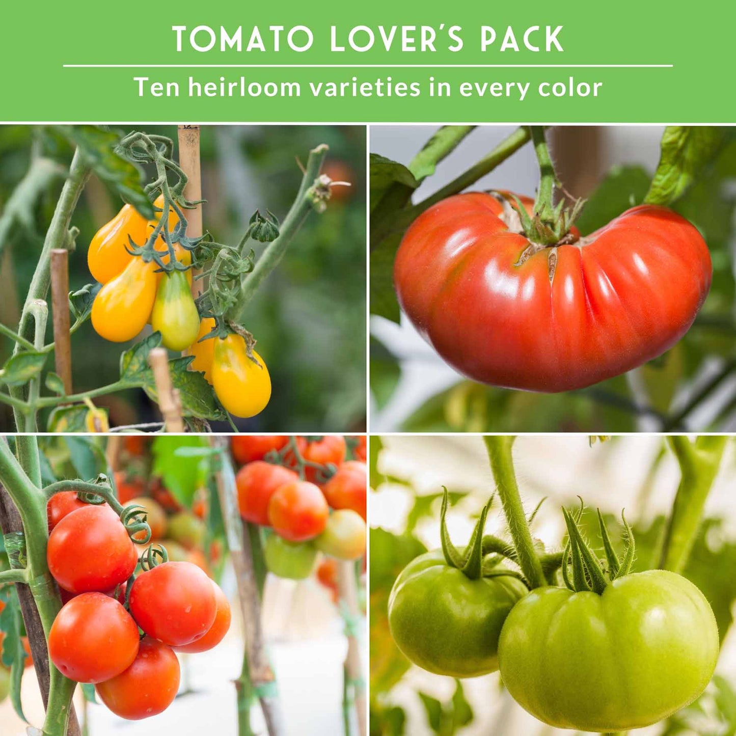 10 Tomato Seed Collection – Heirloom & Garden Favorites for Slicing, Sauces, Canning & Fresh Eating