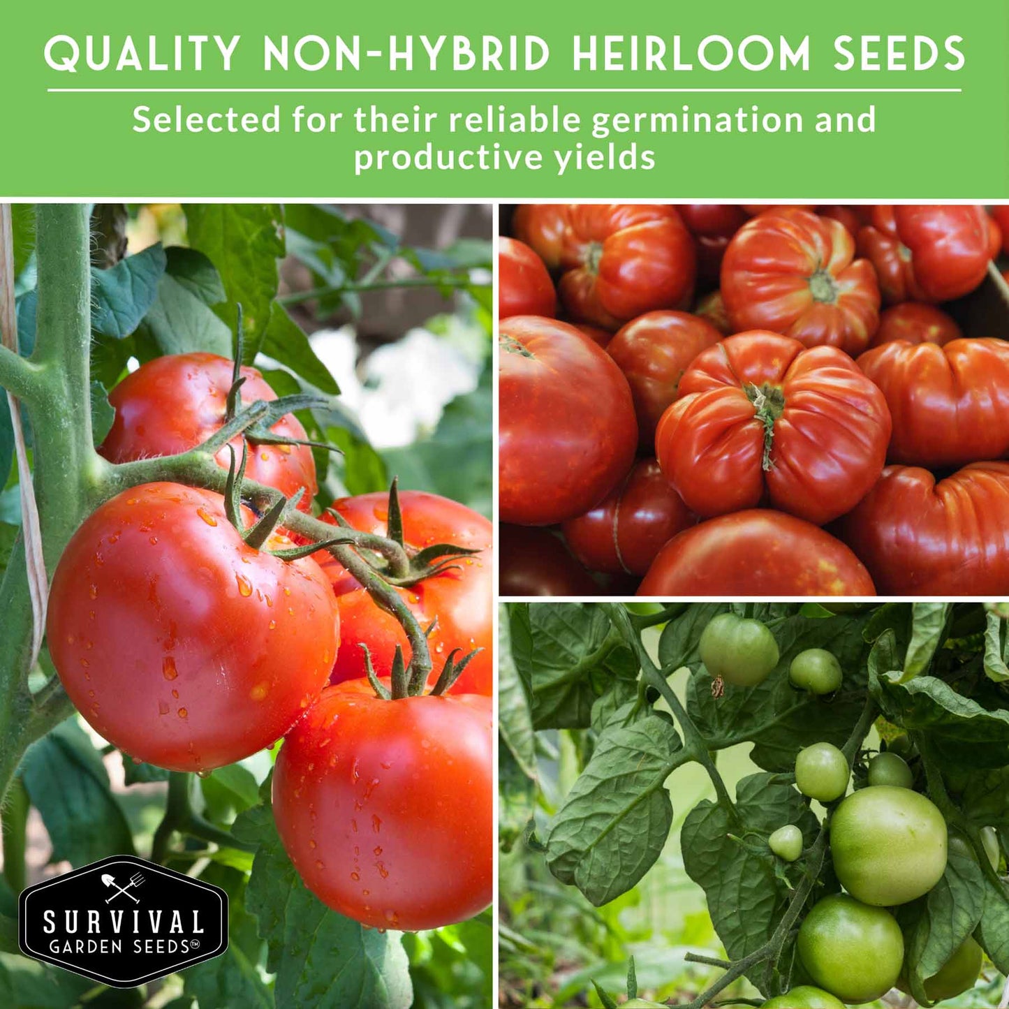 Slicing Tomato Seed Collection – 5 Heirloom & Beefsteak Varieties for Large, Meaty Sandwich Tomatoes