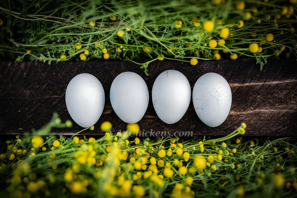 Rainbow Egg Assortment – Buy 10 + 5 Bonus Free (15 Female Chicks, Shipping Included)