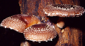 SHIITAKE MUSHROOM LIQUID CULTURE