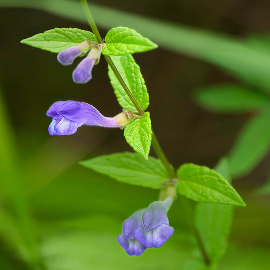 Skullcap, Official (Scutellaria lateriflora)