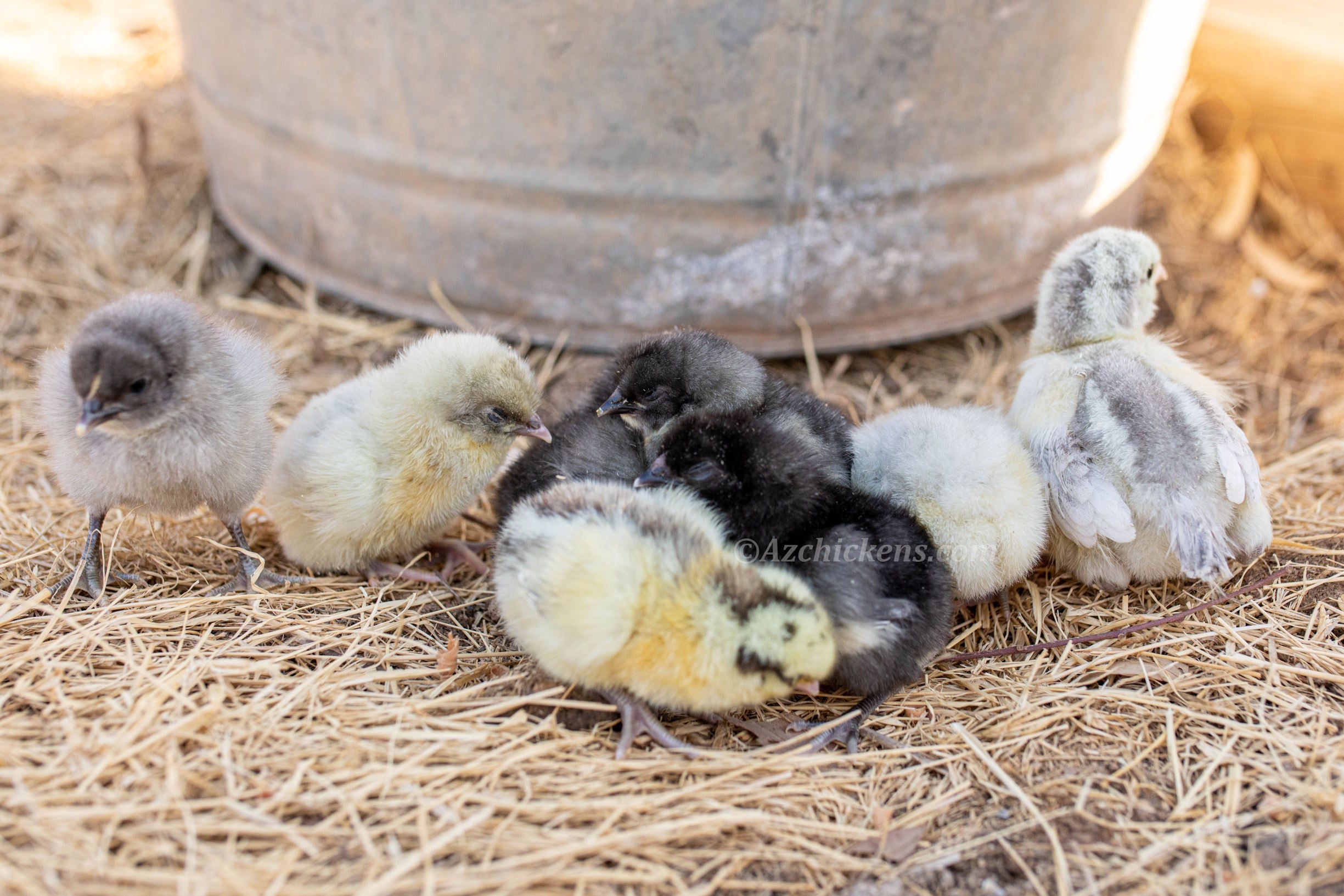 American Bresse Chicks - Assorted Colors - Buy 10 + 5 Bonus Free (Unse ...