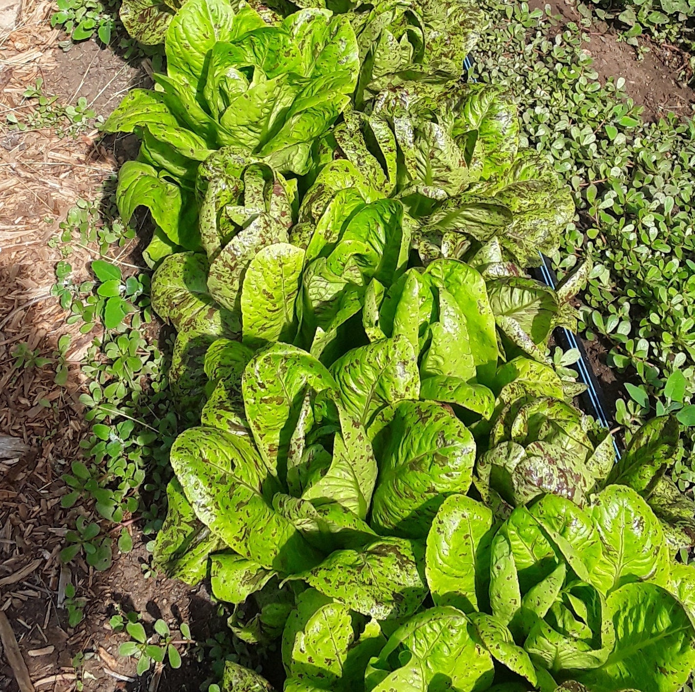 Spotty Troutback Lettuce