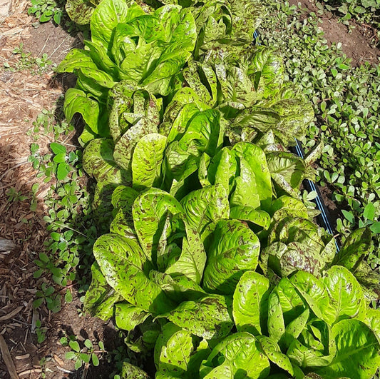 Spotty Troutback Lettuce