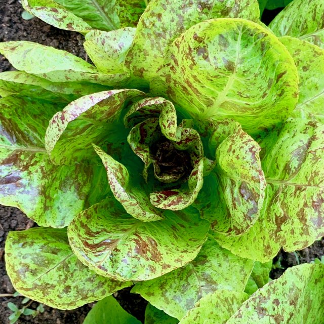 Gourmet Salad Lettuce Mix