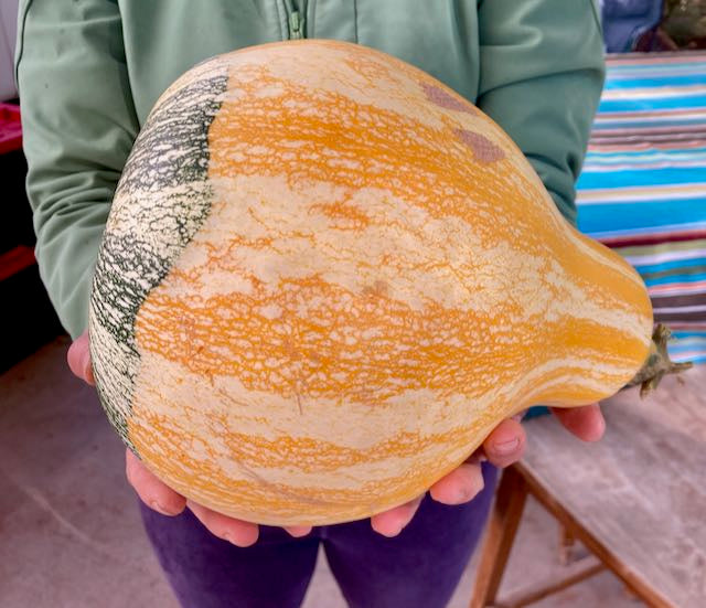 Hopi Origin Cushaw Winter Squash
