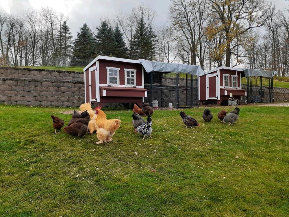 Large Chicken Coop — Up to 15 Chickens