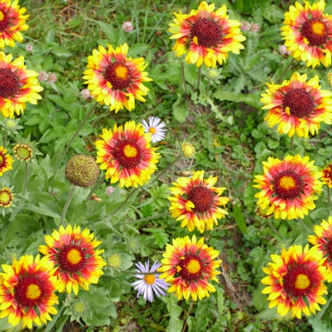 Blanket Flower (Gaillardia)