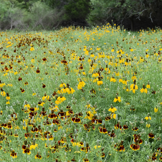 Mexican Hat (Prairie Coneflower)