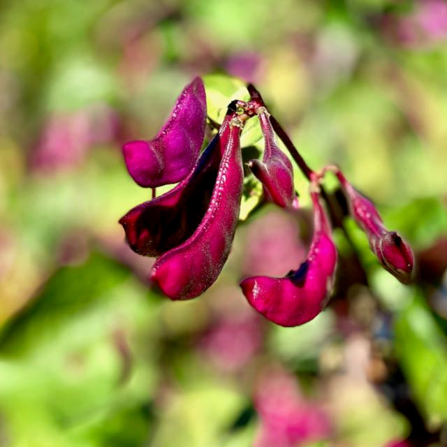 Purple Hyacinth Bean