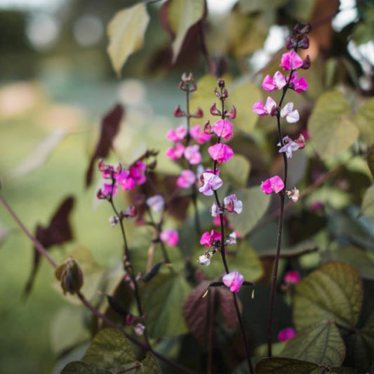 Purple Hyacinth Bean