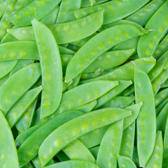 Oregon Sugar Pod II Pea