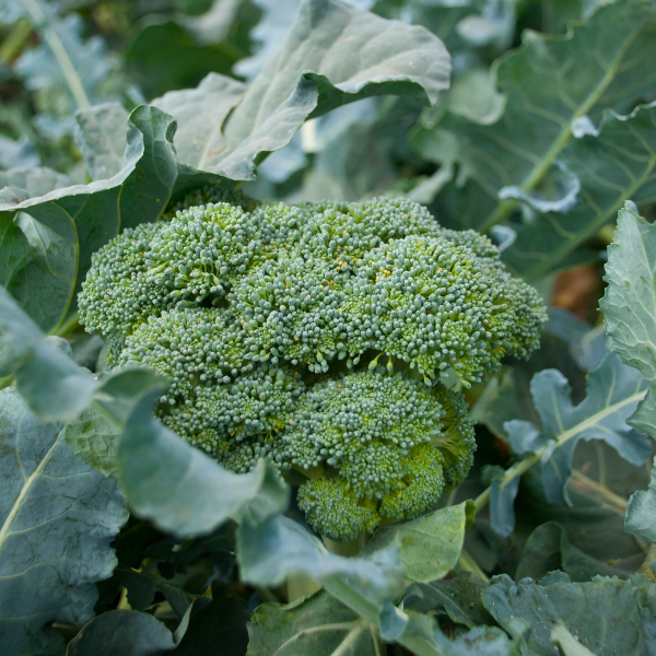 Di Cicco Broccoli