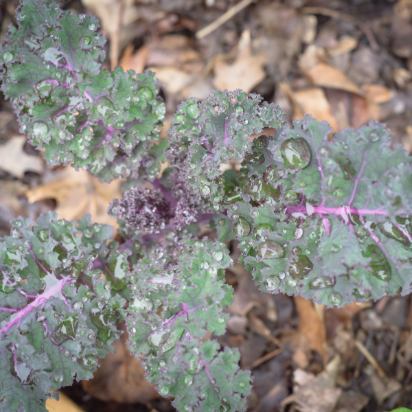 Red Russian Kale