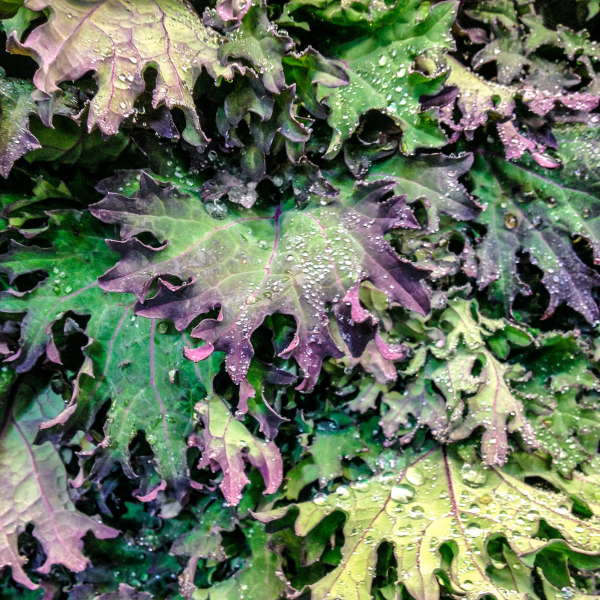 Red Russian Kale