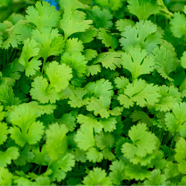 Santo Cilantro