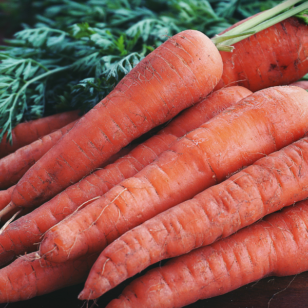 Scarlet Nantes Carrot