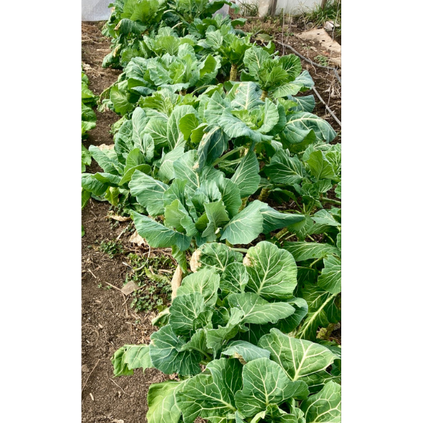 Champion Collards