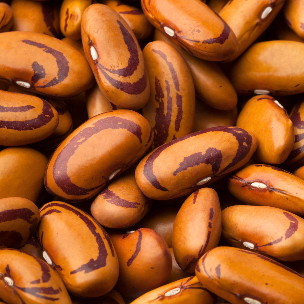 Small Seed CSA Share