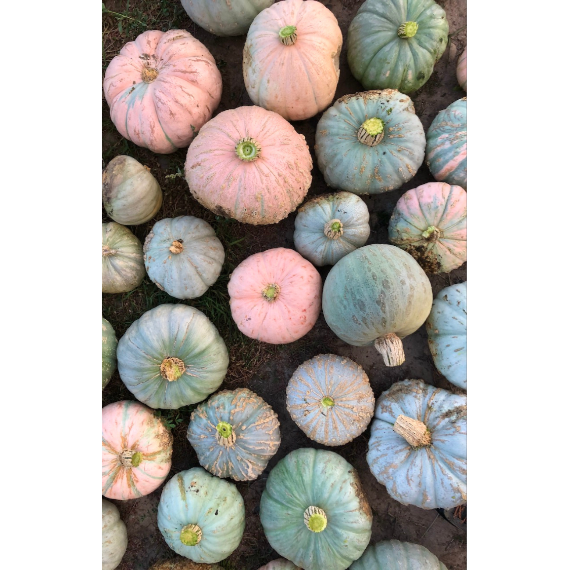 Pueblo Hubbard Squash