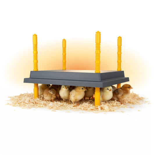 Warmzy Heating Plate (14" x 14") 25-30 chicks