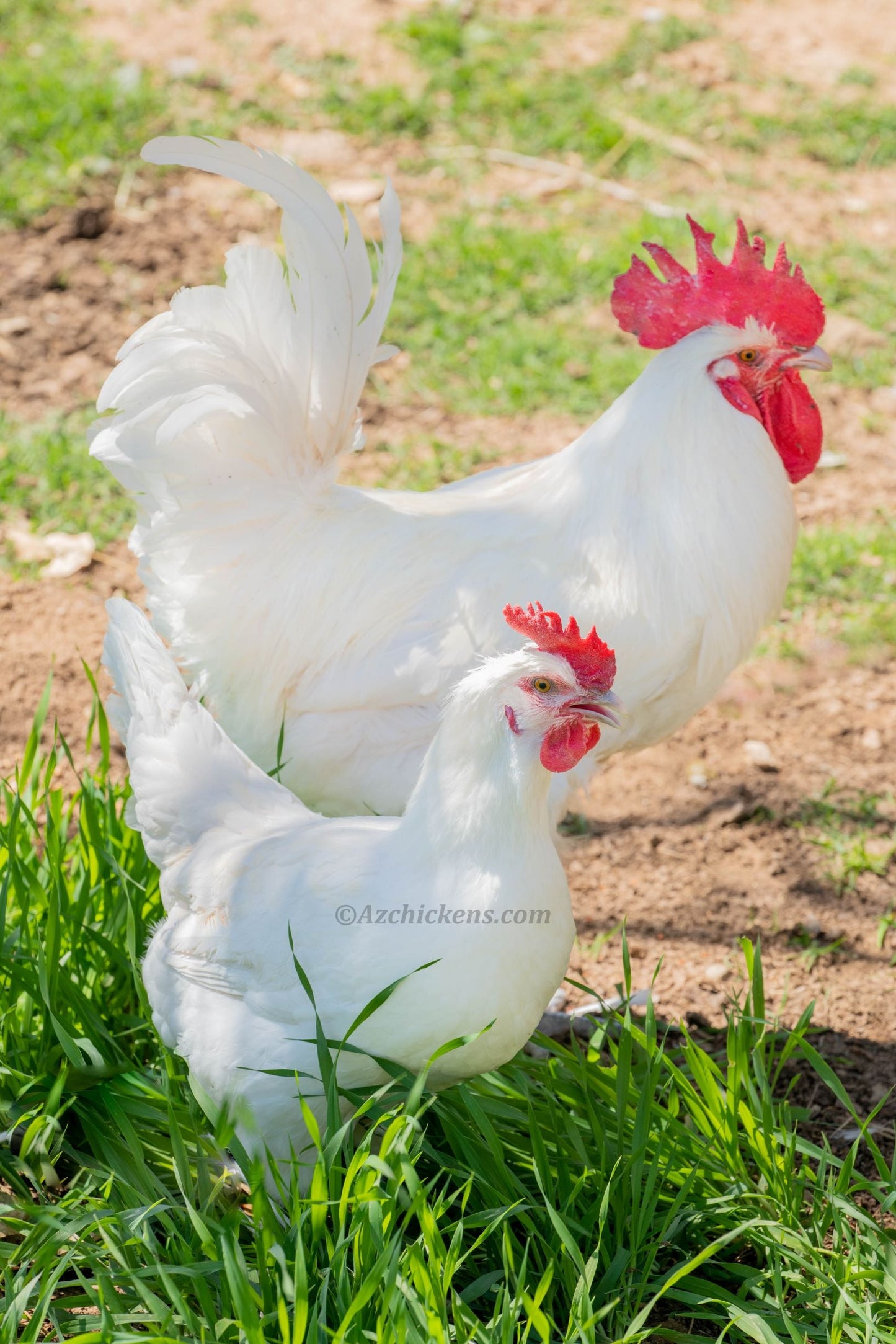 White American Bresse Chicks - Buy 10 + 5 Bonus Free (Unsexed, Shipping Included)