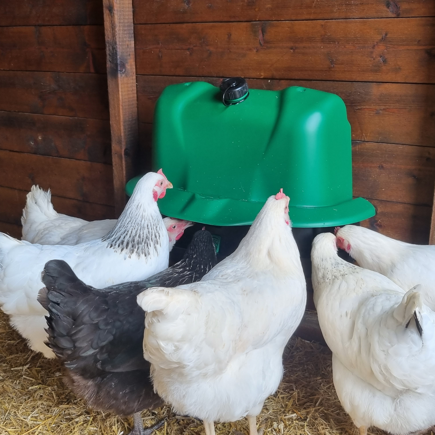 Wise Mountable Drinker – 3 Gallon Poultry & Game Waterer