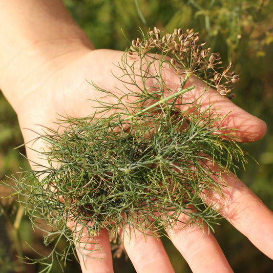 Bouquet Dill