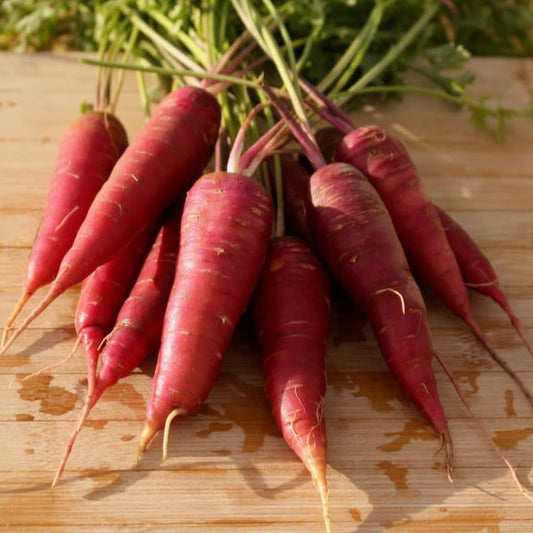 Dragon Carrot - Yellow Core Variation