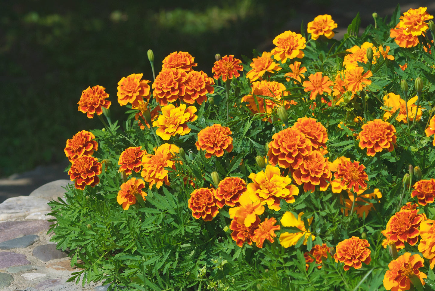 Marigold, Garden Mix (Tagetes erecta & patula)