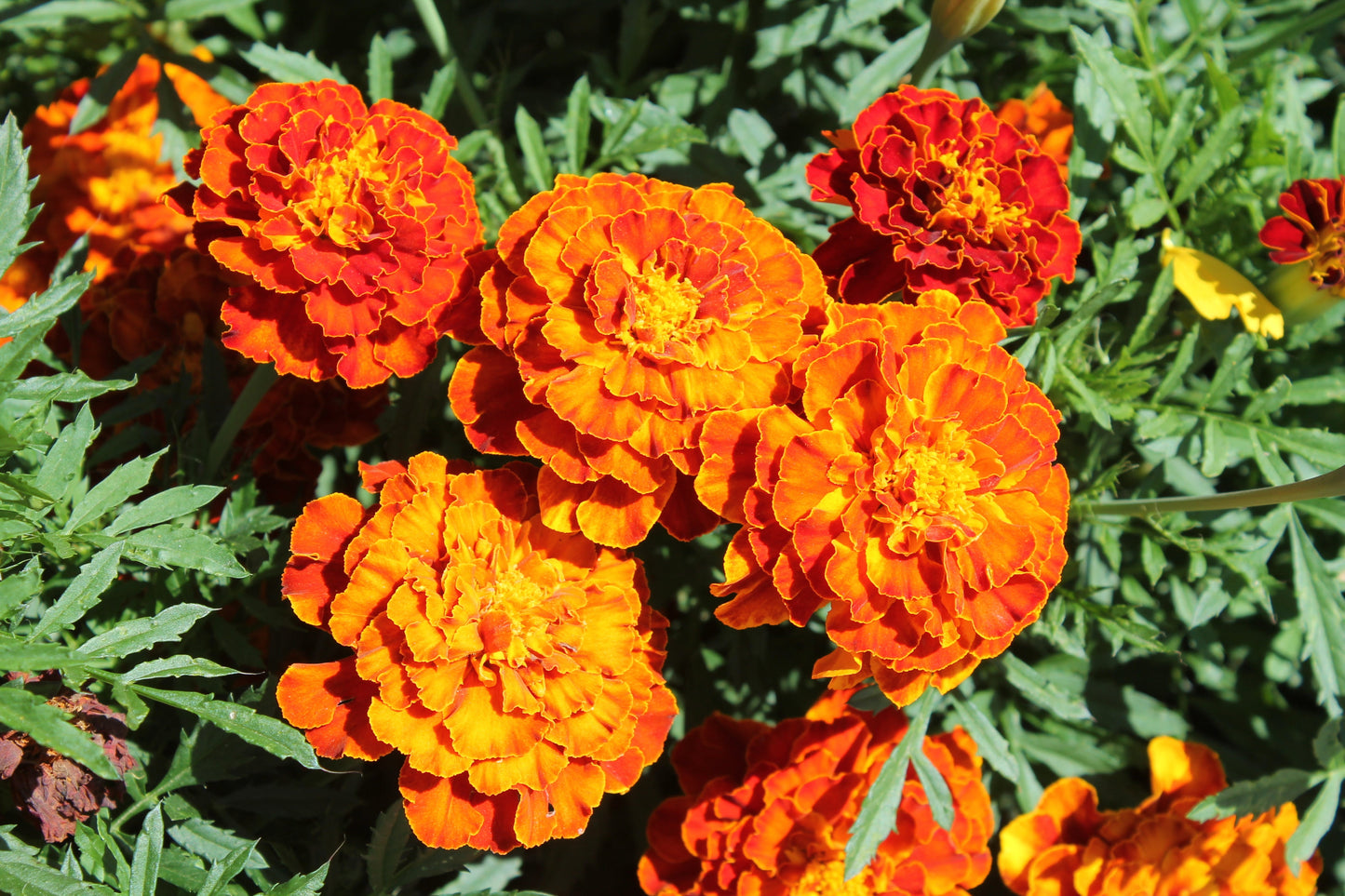 Marigold, Garden Mix (Tagetes erecta & patula)