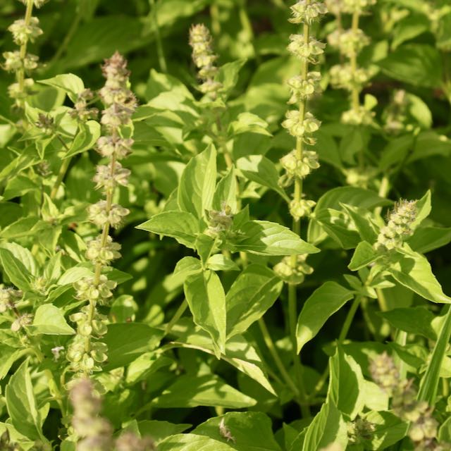 Lemon Basil