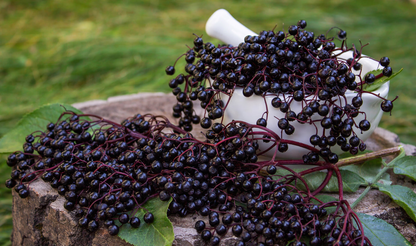 Elderberry, American Black (Sambucus canadensis)
