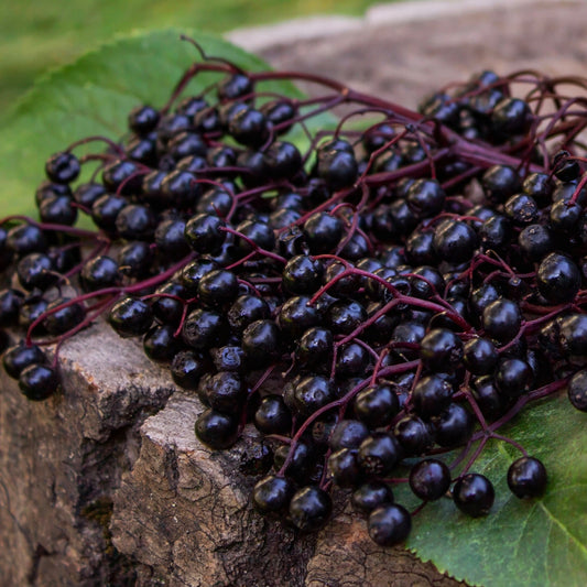 Elderberry, American Black (Sambucus canadensis)